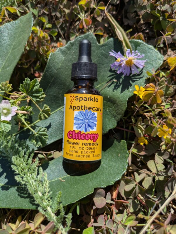 Chicory Flower Remedy - Image 2