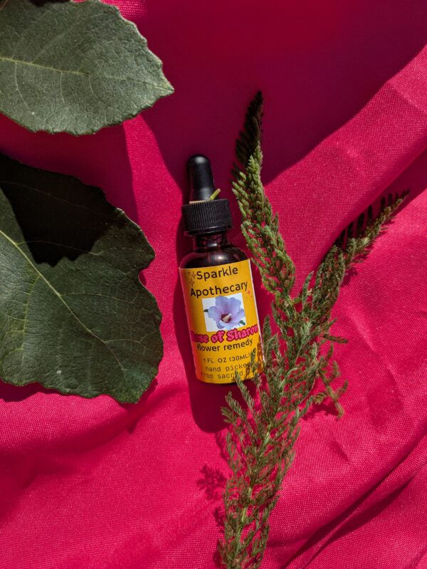 Rose of Sharon Flower Remedy - Image 3