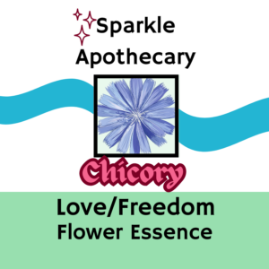Chicory Flower Essence